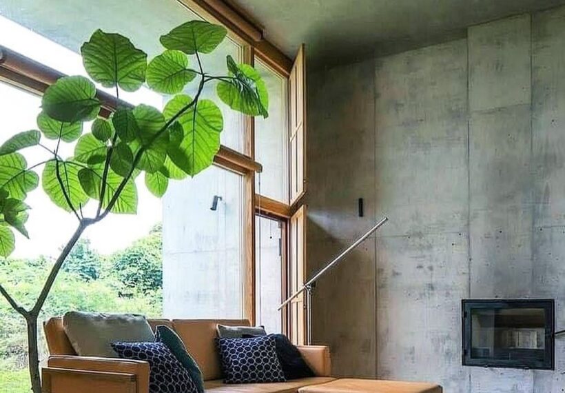 フィカス・ウンベラータ」の風水的効果は？お部屋実例もご紹介